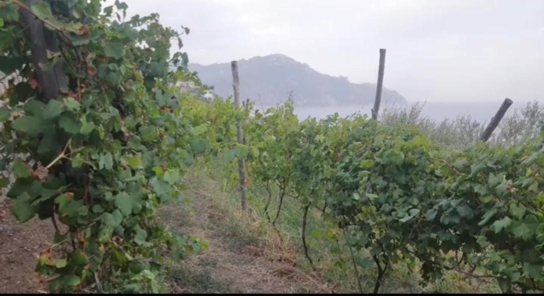 Agriturismo Fuoco D'Amalfi Villa Iazzetta Exteriér fotografie
